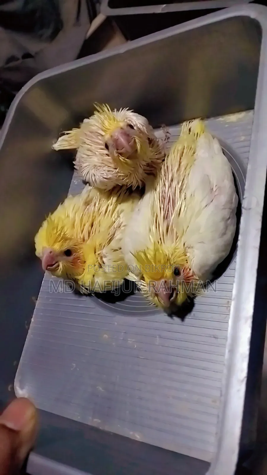 Cockatiel Tame Size Baby কোকাটেল টেম সাইজ বেবি