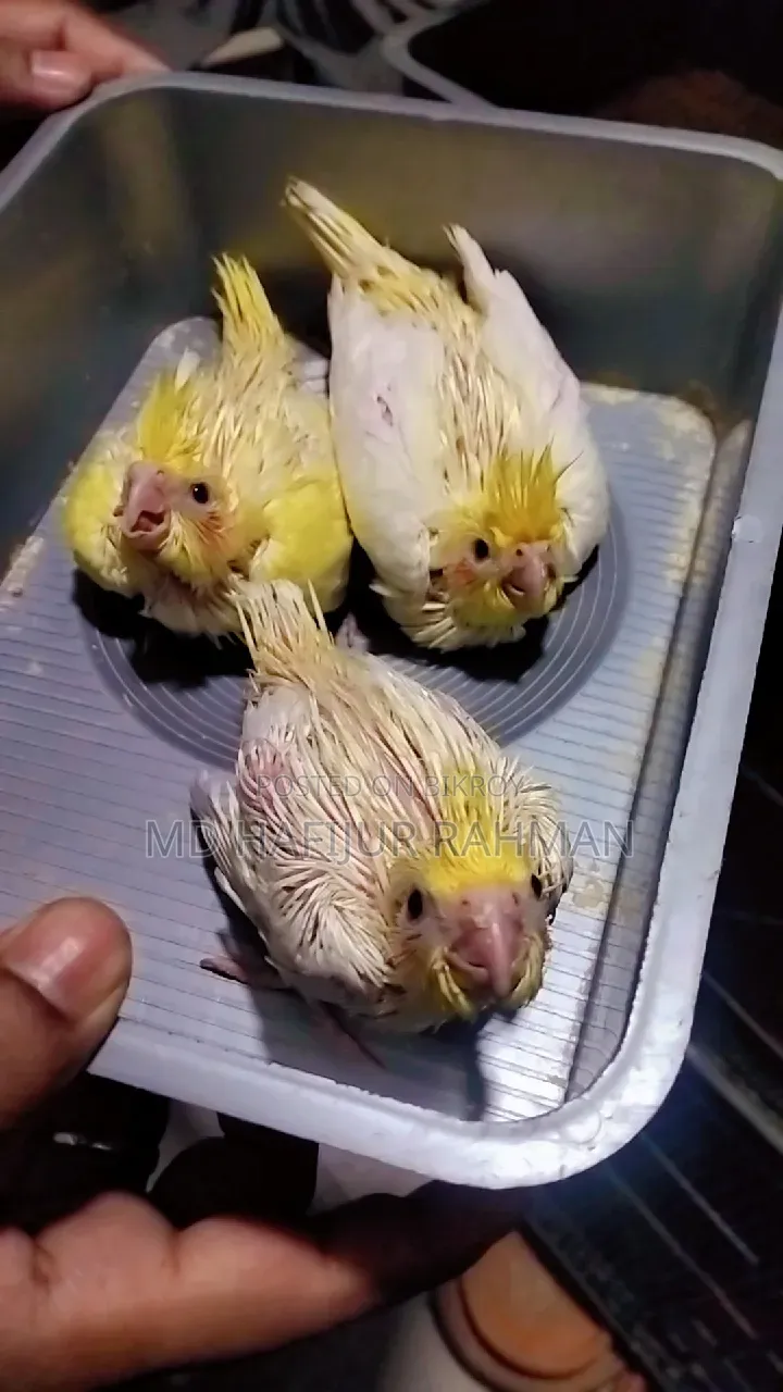 Cockatiel Tame Size Baby কোকাটেল টেম সাইজ বেবি