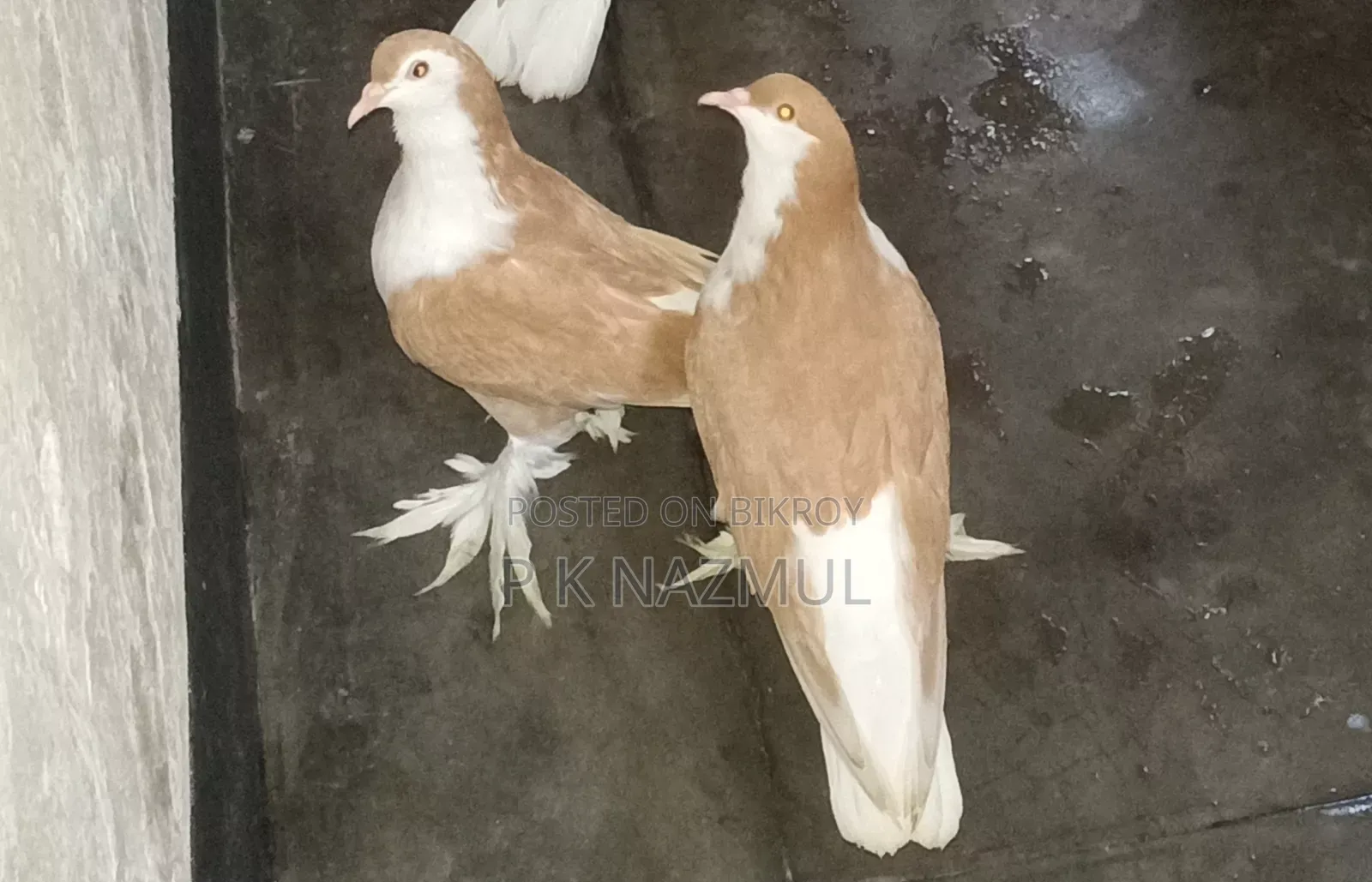 সিরাজি কবুতর বয়স সাত মাস