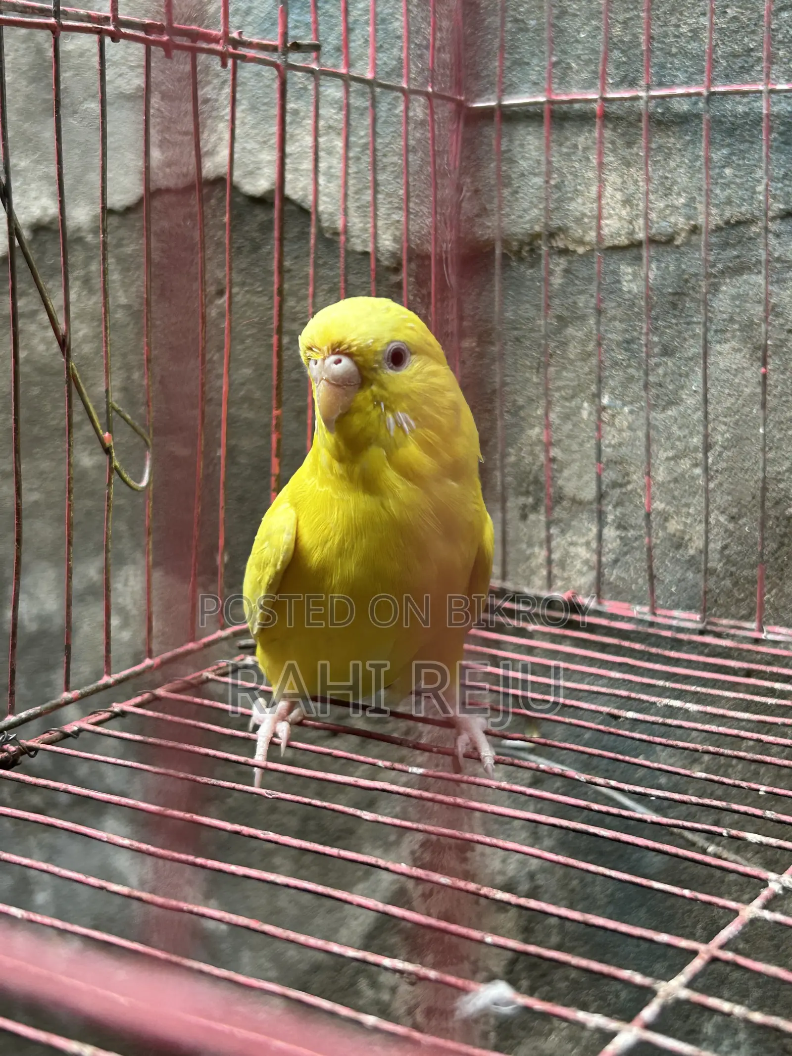 Lutino Running Female Sell or Exchange With Lutino Running Male