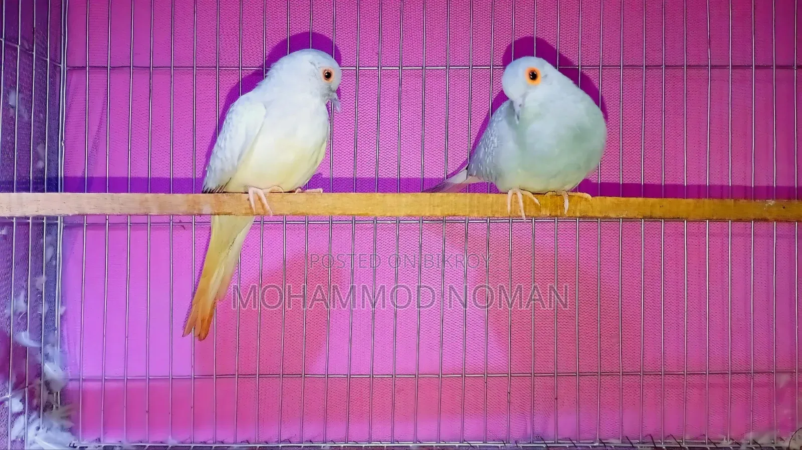 Full Set-up for Diamond Dove