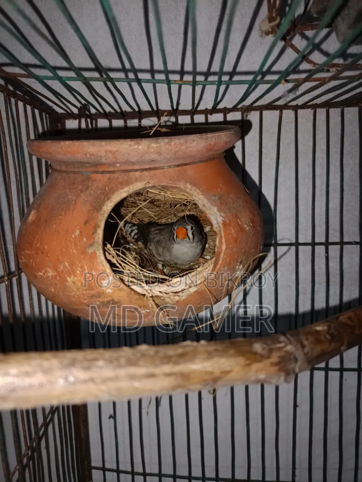 A pair of finch birds