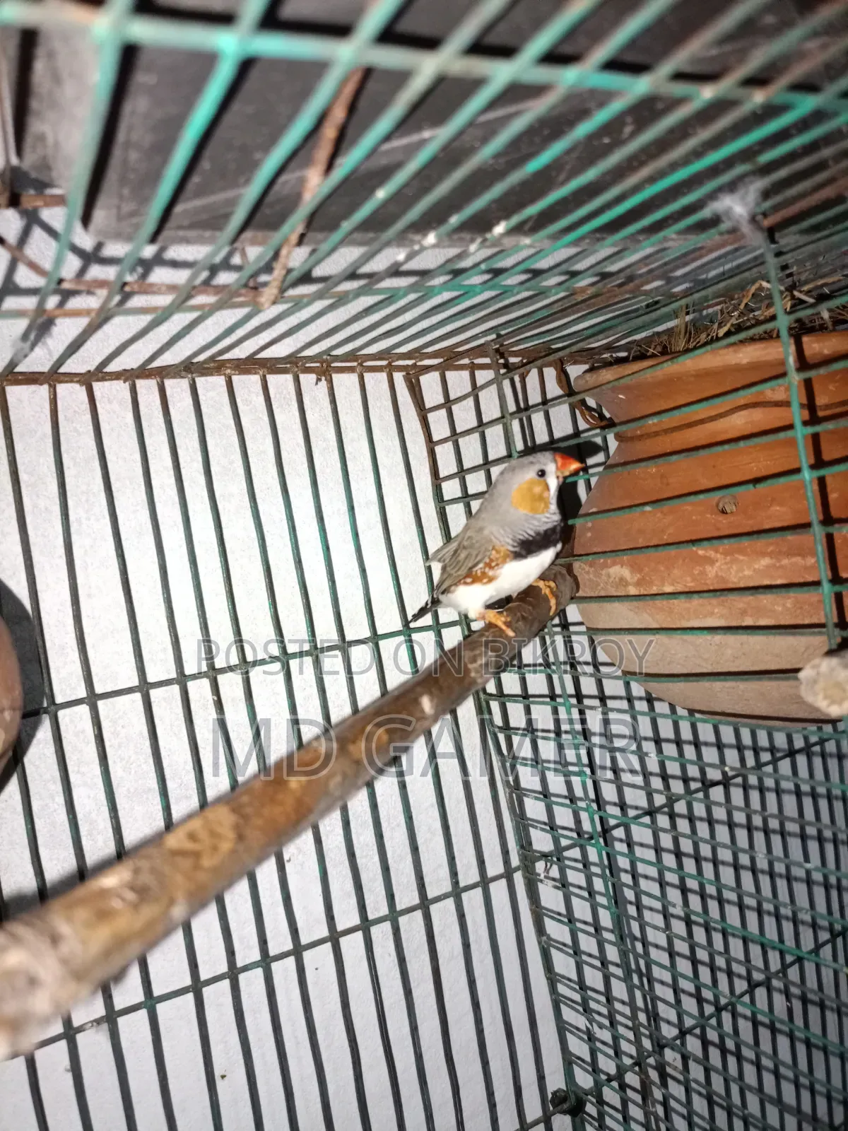 A pair of finch birds