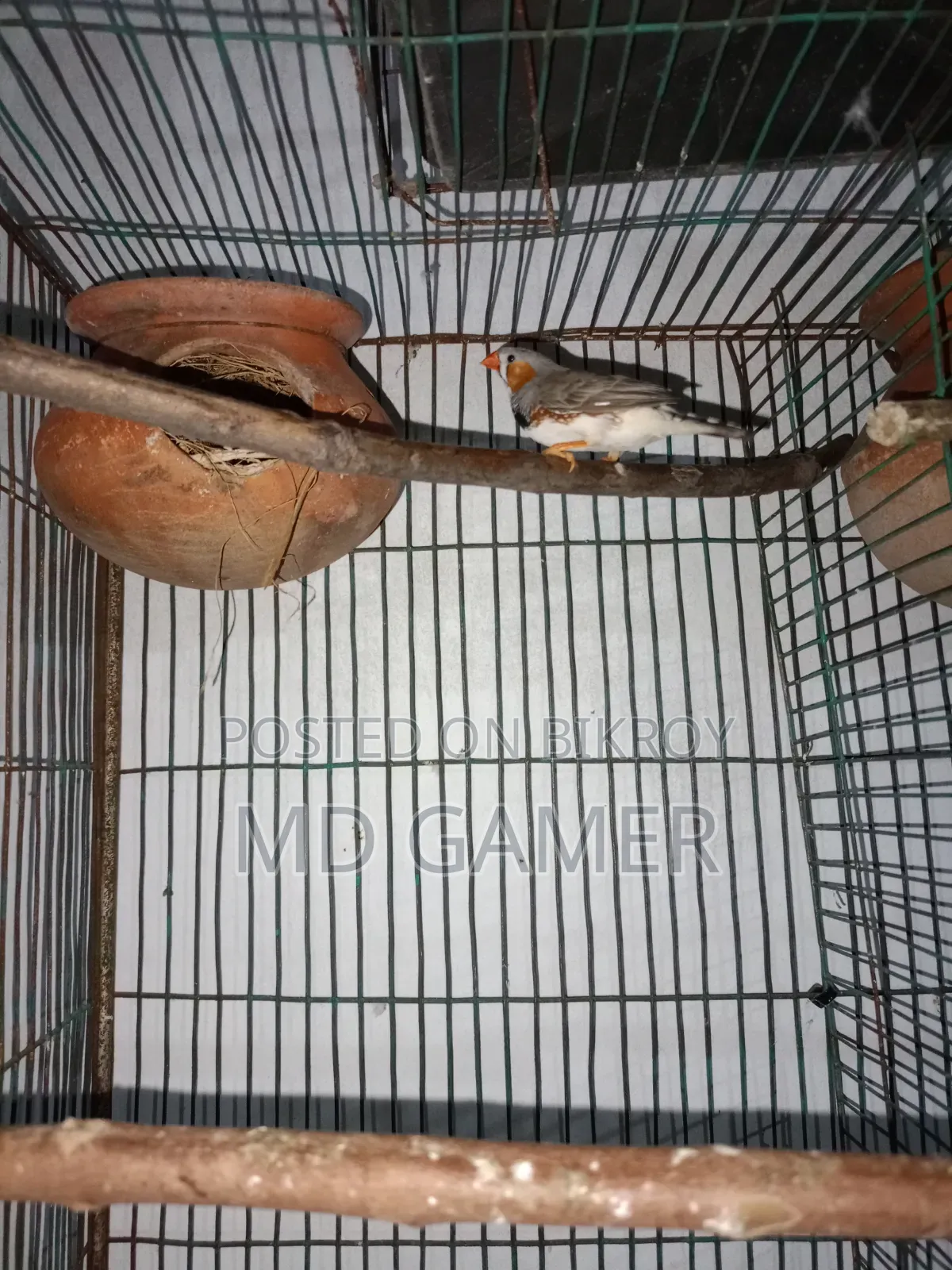 A pair of finch birds