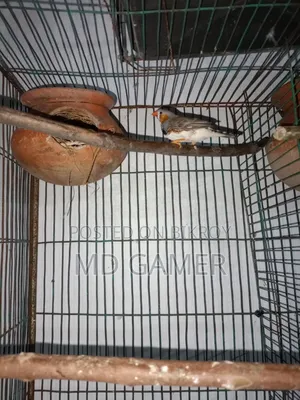 A pair of finch birds