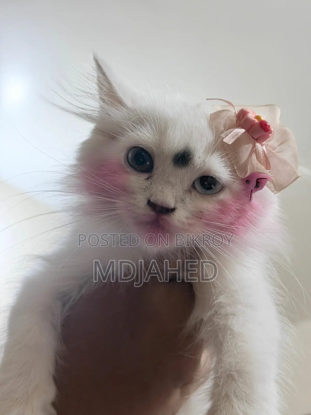 3-6 Months Female Purebred Persian