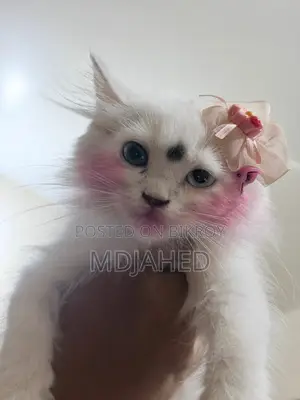 3-6 Months Female Purebred Persian