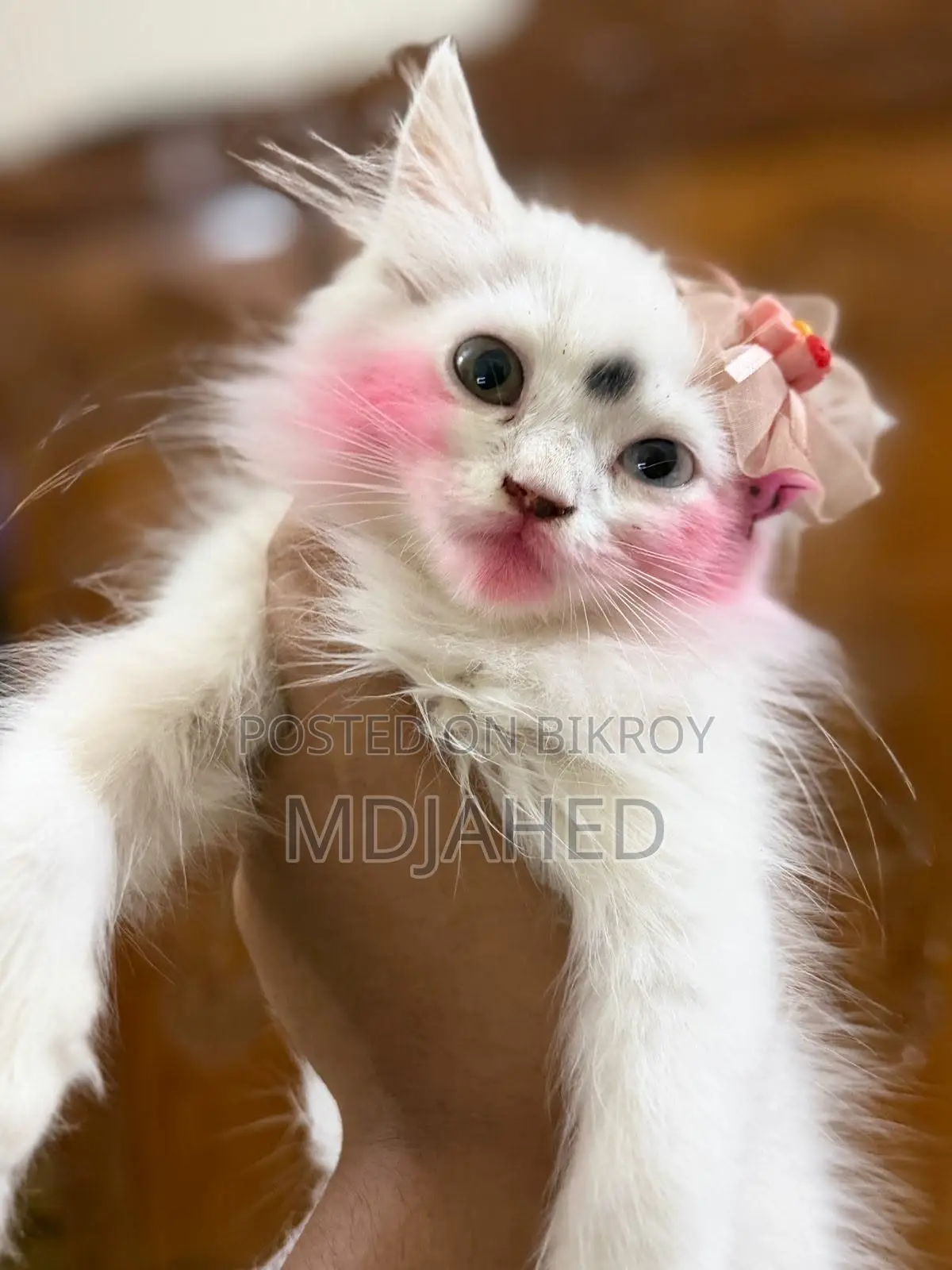 3-6 Months Female Purebred Persian
