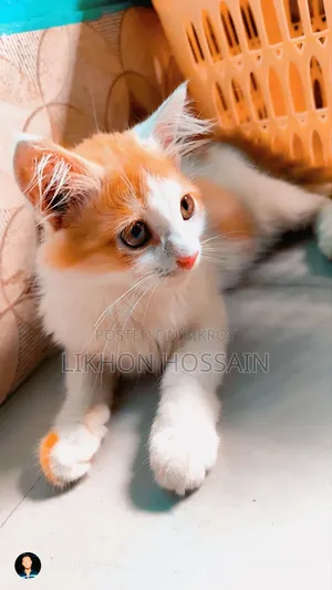 ১-৩ মাস বয়সী পুরুষ বিশুদ্ধ পার্সিয়ান বিড়াল