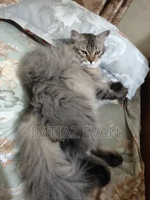 ১+ বছরের ফিমেল পিওরব্রেড পার্সিয়ান