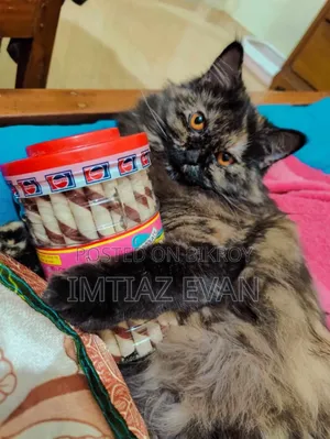 ১ বছরের বেশি বয়সী খাঁটি পার্সিয়ান বিড়াল
