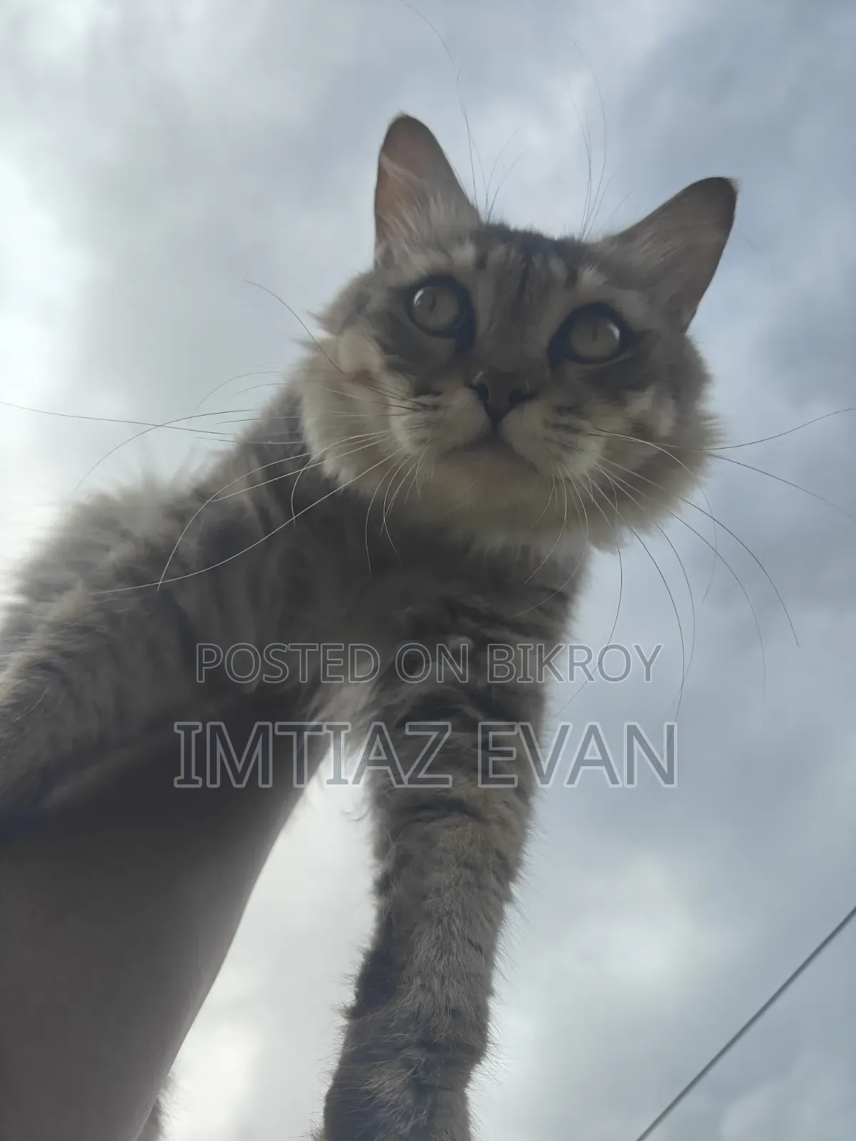 ১ বছরের বেশি বয়সী খাঁটি পার্সিয়ান বিড়াল