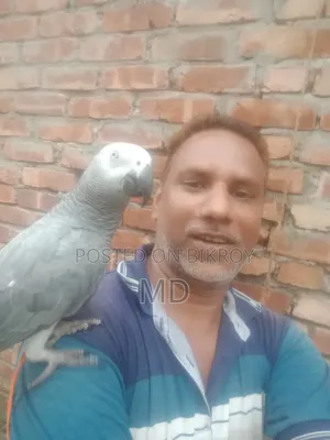 আফ্রিকান গ্রে প্যারট বিক্রির জন্য