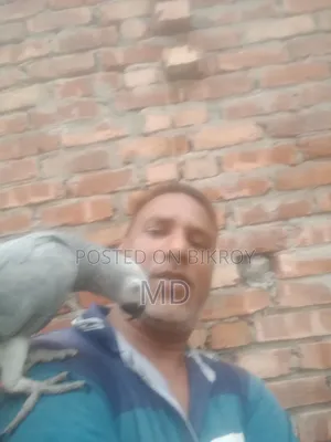 African Grey Parrot for sale