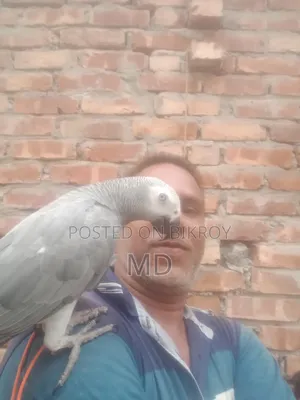 African Grey Parrot for sale
