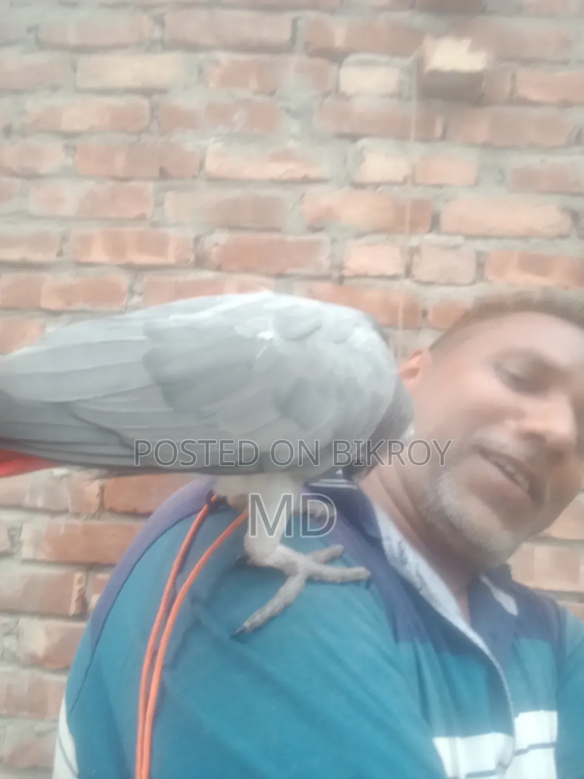African Grey Parrot for sale