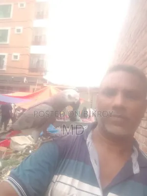 African Grey Parrot for sale