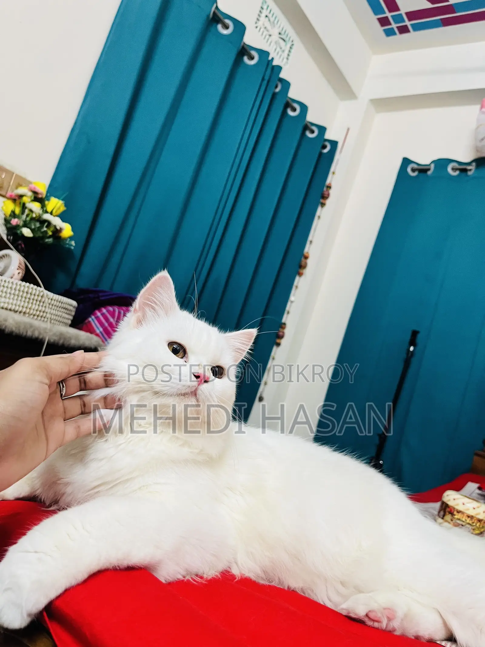 3-6 Months Male Purebred Persian Cat