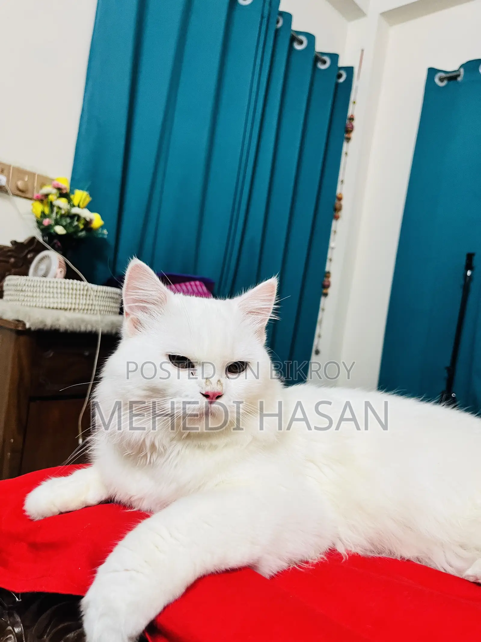 3-6 Months Male Purebred Persian Cat