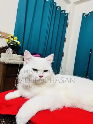 3-6 Months Male Purebred Persian Cat