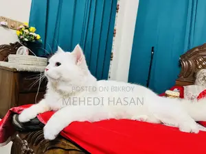 3-6 Months Male Purebred Persian Cat