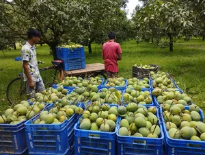 Notice for sale of Rangpur Haribhanga mangoes nationwide