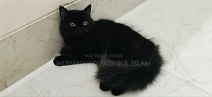 ৩-৬ মাসের পুরুষ পিওর ব্রেড পার্সিয়ান