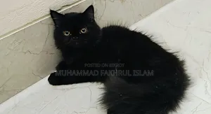 ৩-৬ মাসের পুরুষ পিওর ব্রেড পার্সিয়ান