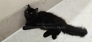 ৩-৬ মাসের পুরুষ পিওর ব্রেড পার্সিয়ান