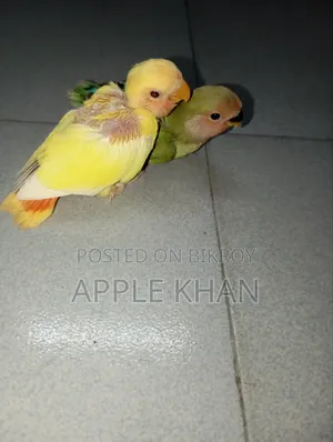 Lovebird.