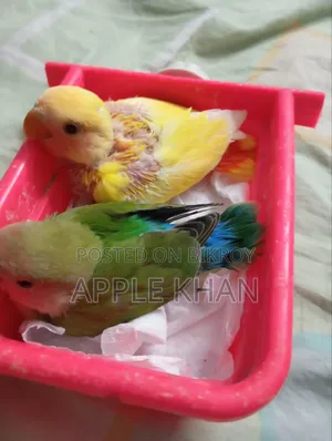 Lovebird.