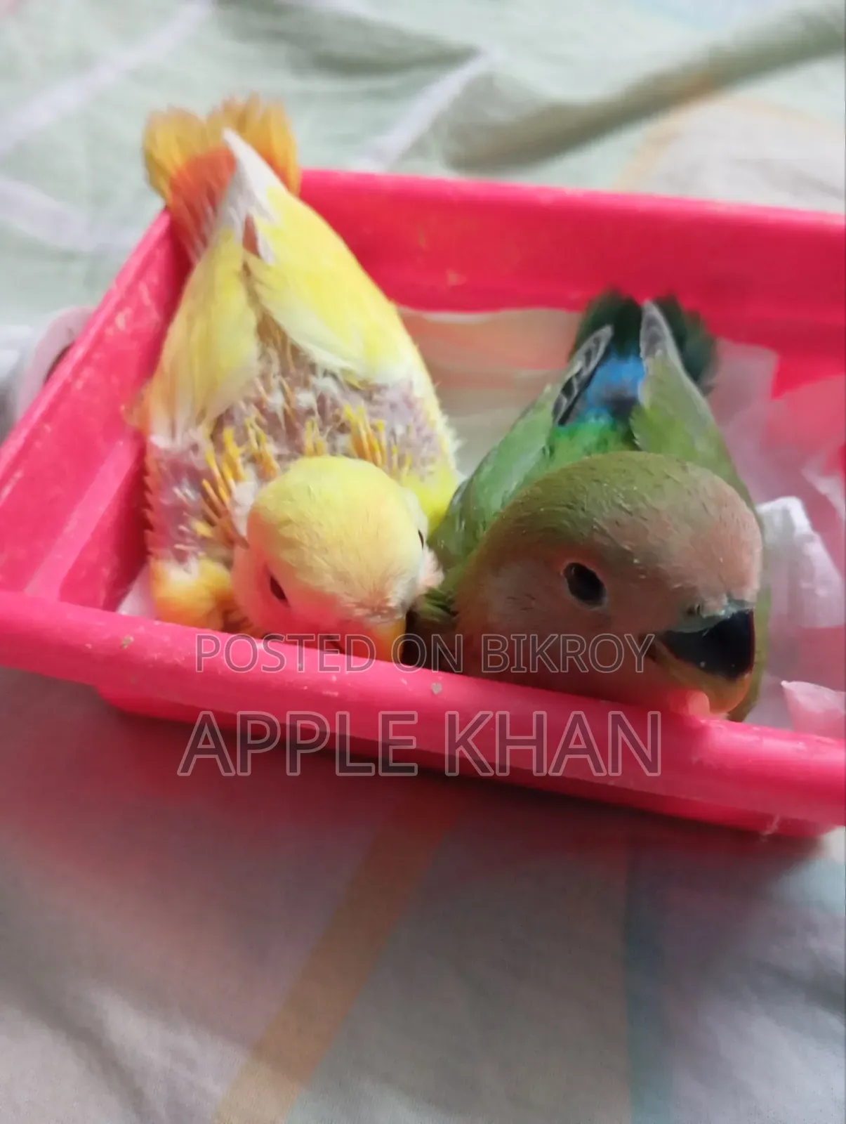 Lovebird.