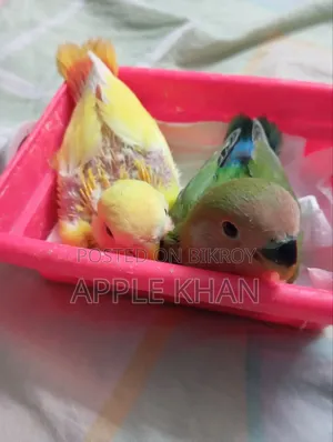 Lovebird.