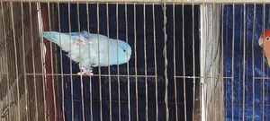 Forpus Parrot