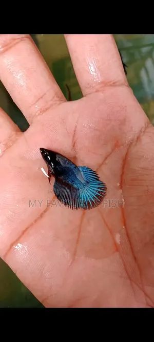 Half Moon Betta Jaring Sizes