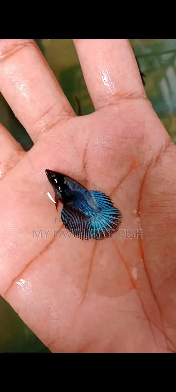 Half Moon Betta Jaring Sizes