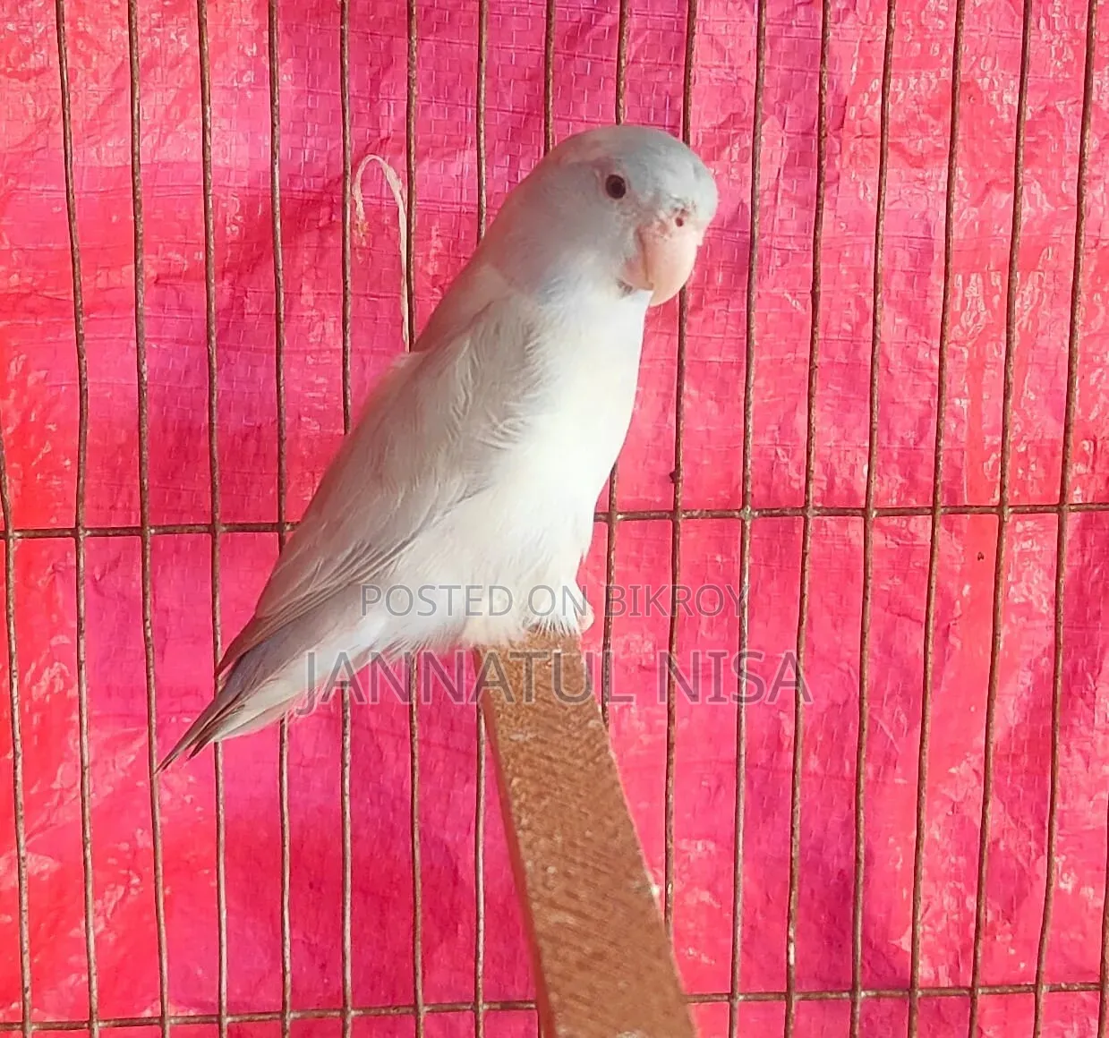 Forpus Parrot