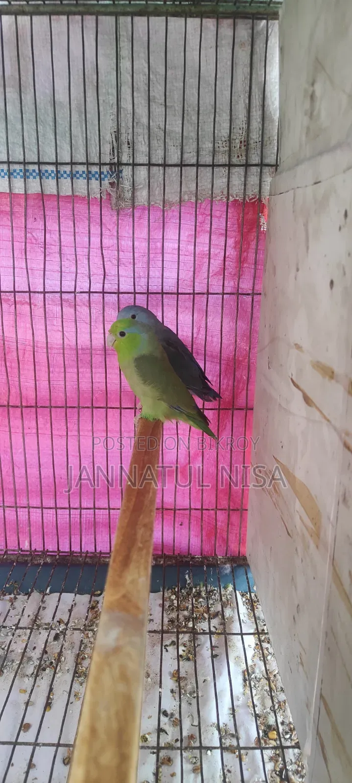 Forpus Parrot