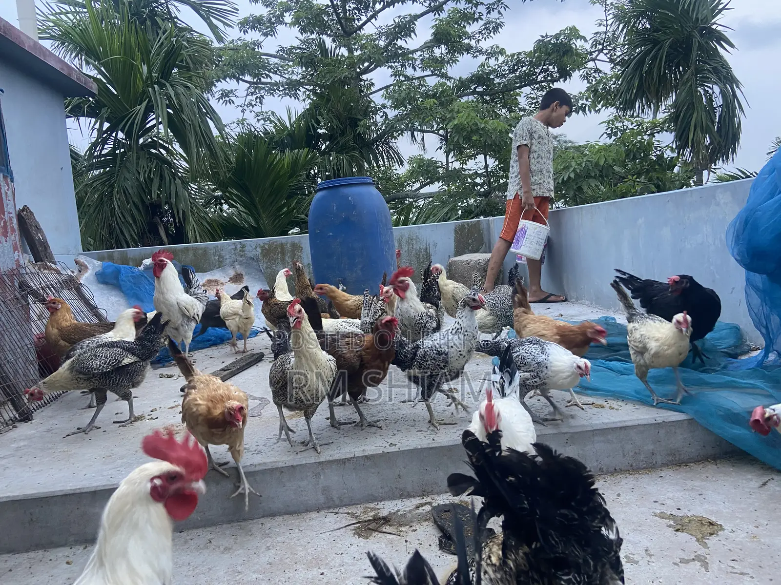 ফাওমি মোরগ বিক্রি করা হবে