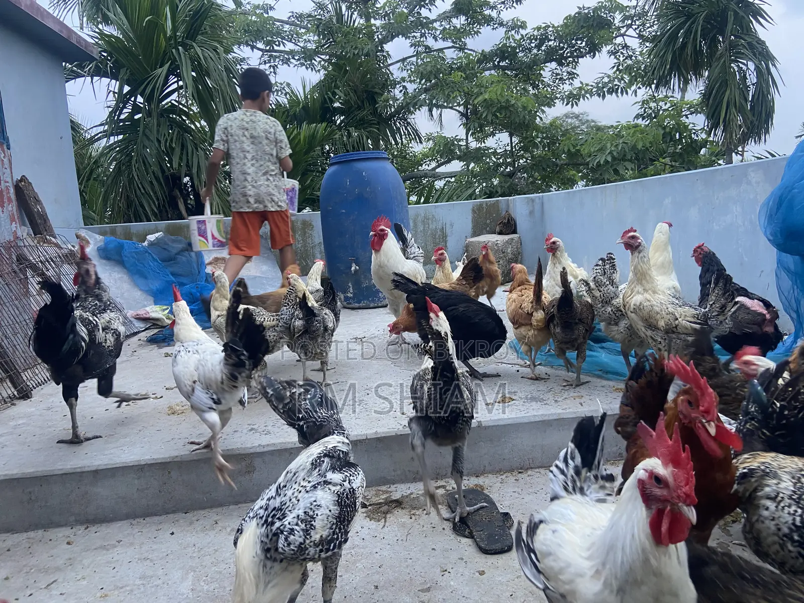 ফাওমি মোরগ বিক্রি করা হবে