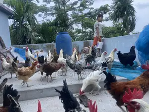 ফাওমি মোরগ বিক্রি করা হবে