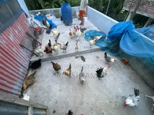 ফাওমি মোরগ বিক্রি করা হবে