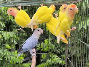 6 Piece DNA-tested Lovebirds for Sale