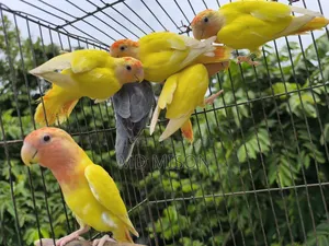 6 Pieces DNA Tested Lovebirds for Sale