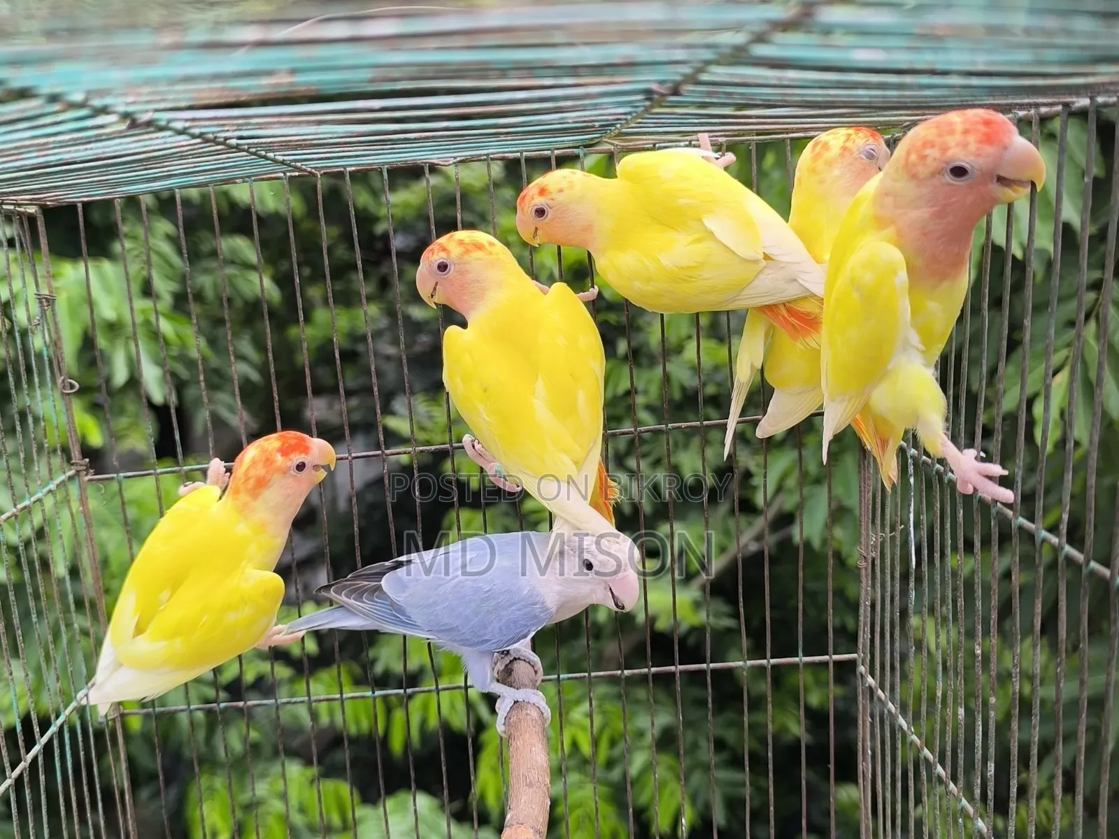 6 Pieces DNA Tested Lovebirds for Sale