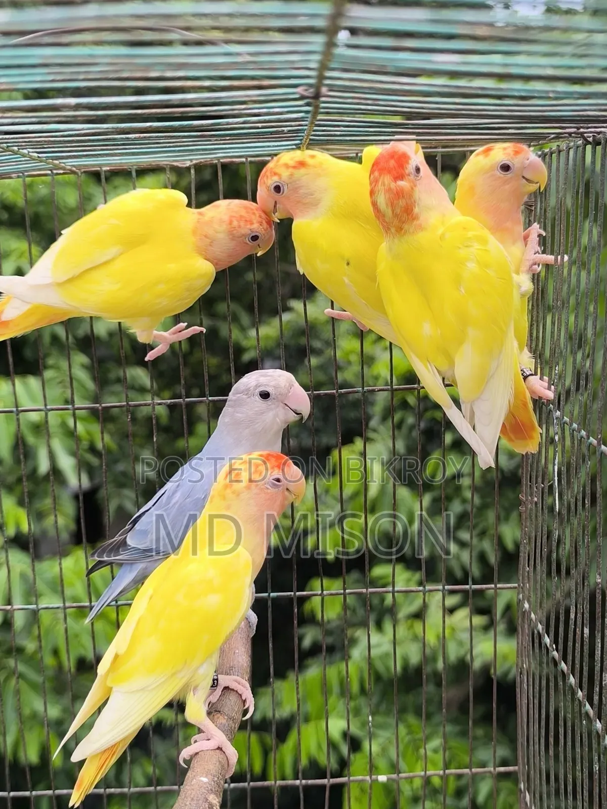 6 Pieces DNA Tested Lovebirds for Sale