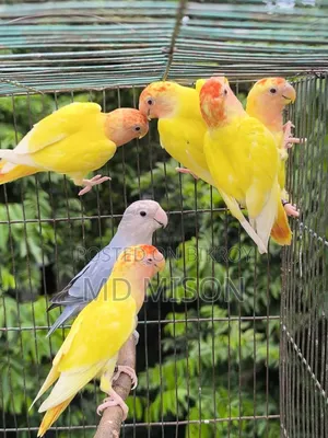 6 Pieces DNA Tested Lovebirds for Sale