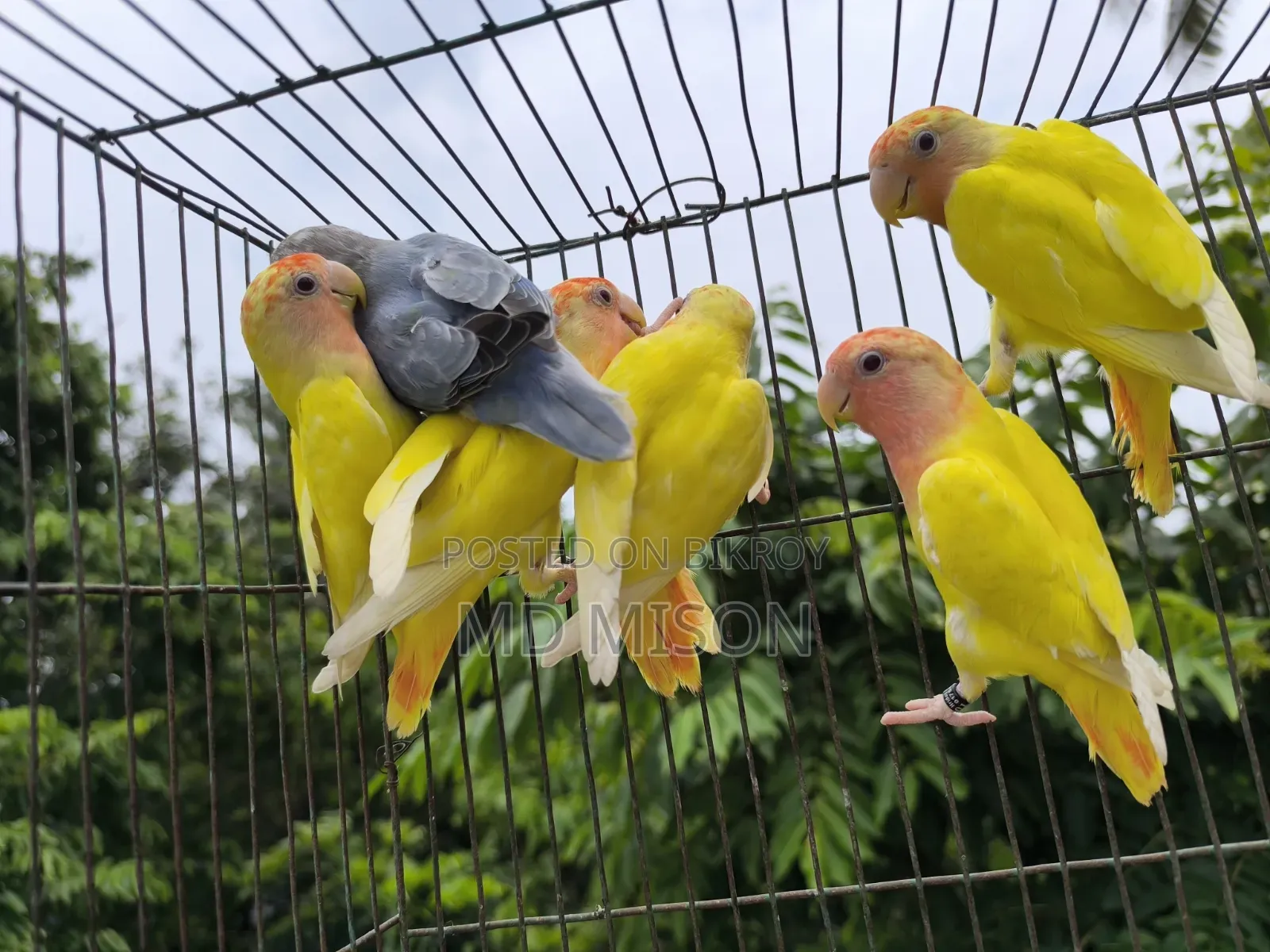 6 Pieces DNA Tested Lovebirds for Sale
