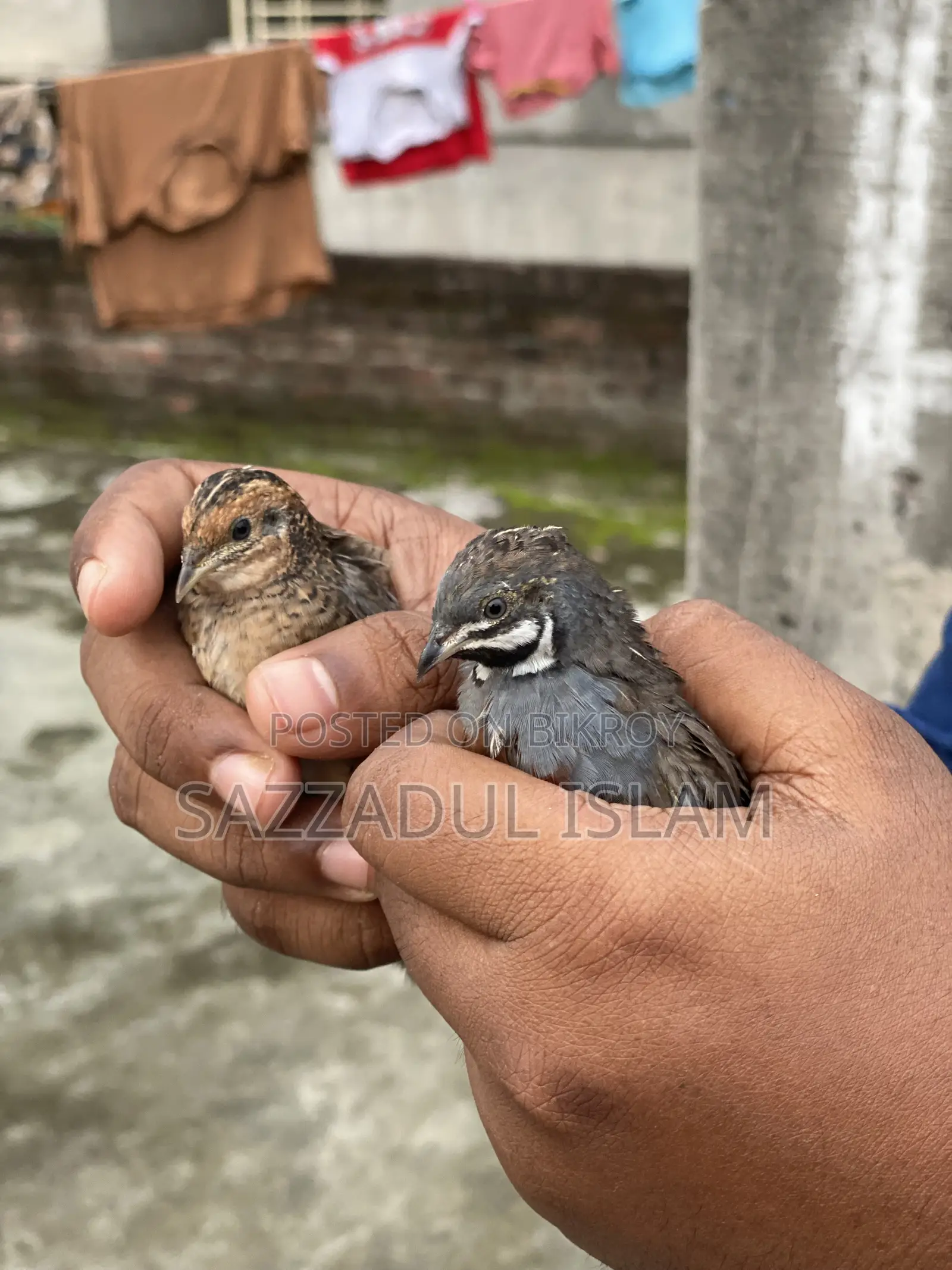 King Quail Bird