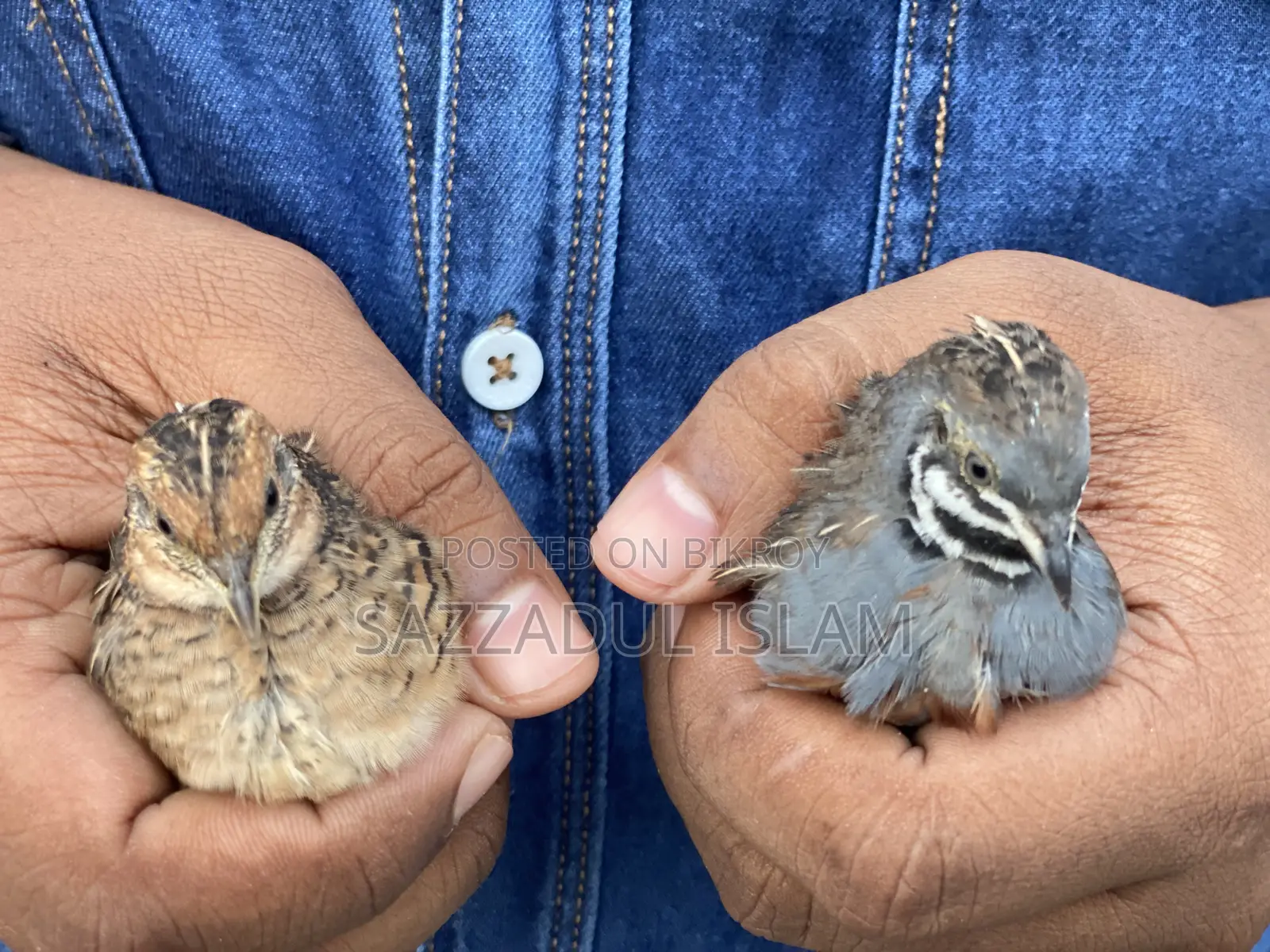 King Quail Bird